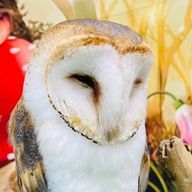 Ngokiosiippanpeopleさんのアイコン画像