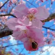 日葵（ひより）さんのアイコン画像