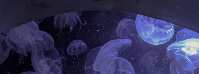 ぞむ(低浮上)さんの壁紙画像