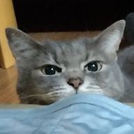 みこさんのアイコン画像