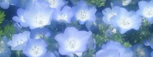 沙彩ﾃﾞｽ🍃🌼🫧さんの壁紙画像