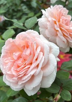 ヒロイン代理は受け付けてません