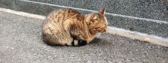 せいゆにさんの壁紙画像