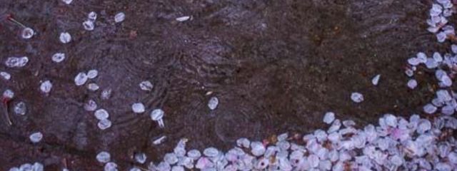 みく（旧アカウント）さんの壁紙画像