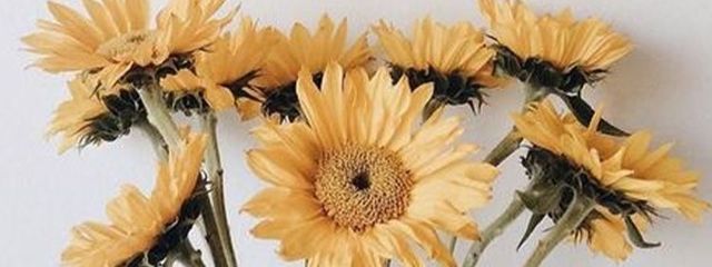 ✲Nnoo🌸🌻✲(のんびり更新中…)さんの壁紙画像