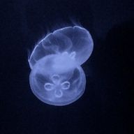 ゆめさんのアイコン画像