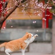 Кошка🐈‎🩷さんのアイコン画像