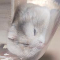 もち🍫🧸さんのアイコン画像