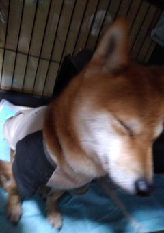 主が暇な時にしゃべるだけ