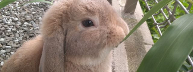 ウルフさんの壁紙画像