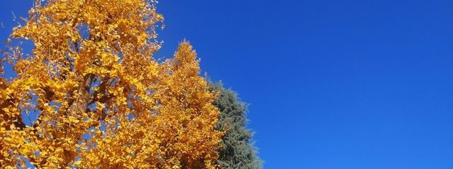 ぬるまゆさんの壁紙画像