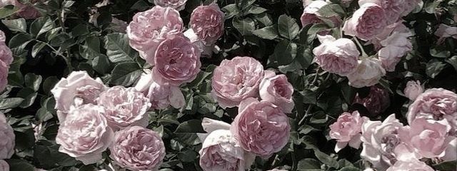 𝜗𝜚꙳.*さんの壁紙画像