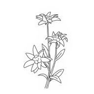 エーデルワイスさんのアイコン画像