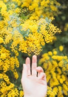 ミモザの季節に君を思ふ