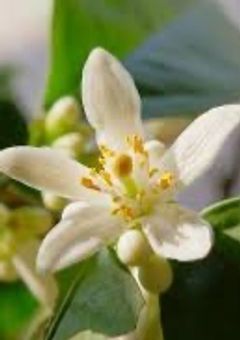 ひるがお-レモンの章-