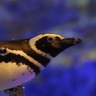 ペンギン　　ﾌｫﾛﾊﾞｼﾏｽさんのアイコン画像