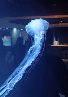 私の推しが誘拐?!(参加型)