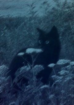  ♯ あの黒猫 ．