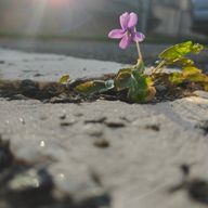 かたつむりさんのアイコン画像