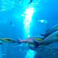 あんころさんのアイコン画像