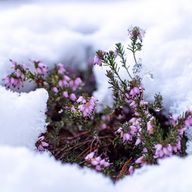 雪景色*さんのアイコン画像
