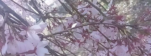 しぐ .さんの壁紙画像