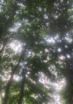 住み込み家政夫