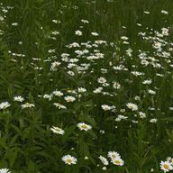 んずさんのアイコン画像