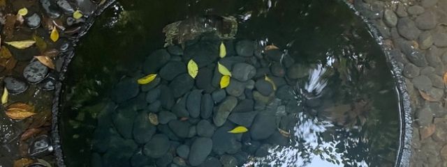 さっきーさんの壁紙画像