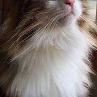 大空想さんのアイコン画像