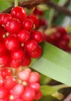 死を越え渡る物語【参加型】