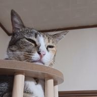 ミケ　フォロバ100%さんのアイコン画像