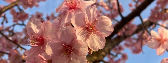 まー子@誰か小説読んでぇ〜😭さんの壁紙画像