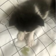 🫧🎧さんのアイコン画像