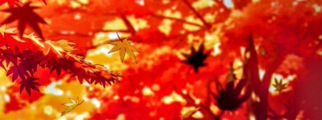 奈月 葉翠@桃瀬 愛華 　ドレディア〜！さんの壁紙画像