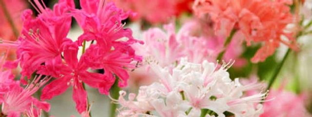 とあ ꒰ঌ♡໒꒱ #🎸🖤⟡.·さんの壁紙画像