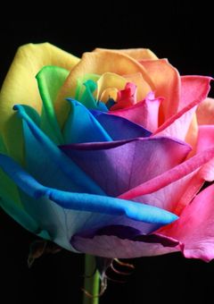 虹薔薇軍団!!(にじばらぐんだん) 🌈🌹 ❤️🩵💜🧡💛💚