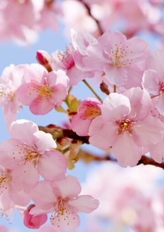 虹薔薇軍団と桜軍団が一緒にシェアハウス！！！　〜参加型〜（募集終了いたしました）