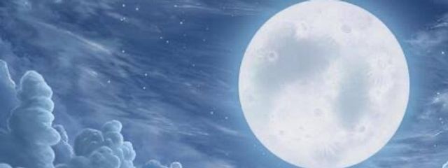白猫さんの壁紙画像