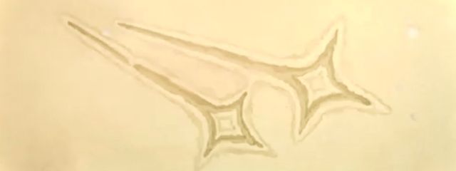 ごんさんの壁紙画像