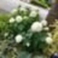 rerariraさんのアイコン画像