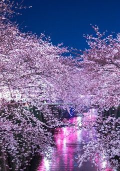桜舞う夜に⁎ .。❀ *