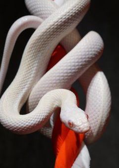 無気力男子は夜めっちゃ可愛いらしい【完結】