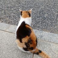 (୨୧ᵕ̤ᴗᵕ̤)さんのアイコン画像