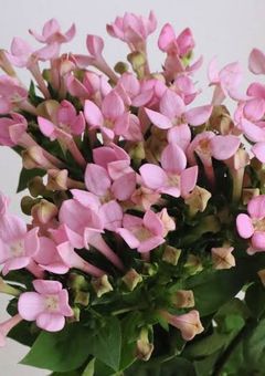 叶うことのない夢を持つ者達《参加型〆》