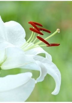 人狼ゲームを始めます【参加型〆】