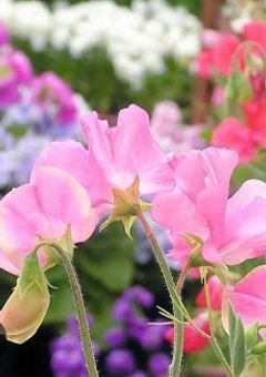 世界から拒絶された子供達よ　【参加型〆】