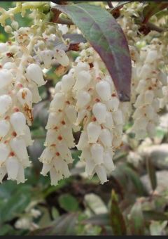 夢は〝生贄〟にされることです！【参加型】