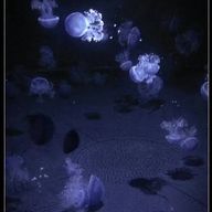 うえさんさんのアイコン画像