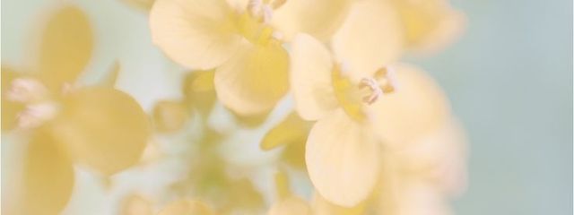 オムオムさんの壁紙画像